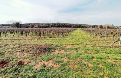 Agricultural land of 4798 m2, surrounded by vineyards