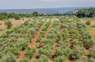 Porec - Kastelir, an olive grove with approximately 350 olive trees and a stone courtyard