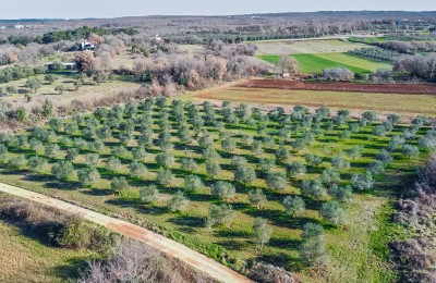 Olive grove near the sea with 175 olive trees, electricity and water nearby, with an access road