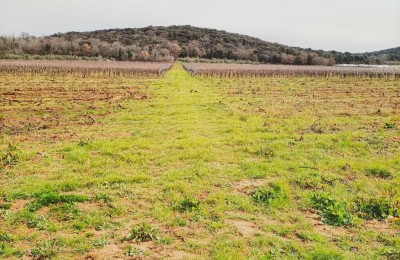 Agricultural land of 4798 m2, surrounded by vineyards